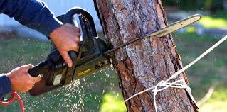 La Crosse, WI Tree Removal Company