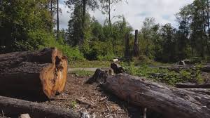 Best Tree Cabling and Bracing  in La Crosse, WI