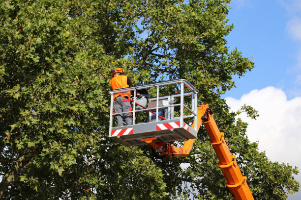  La Crosse, WI Tree Removal Pros