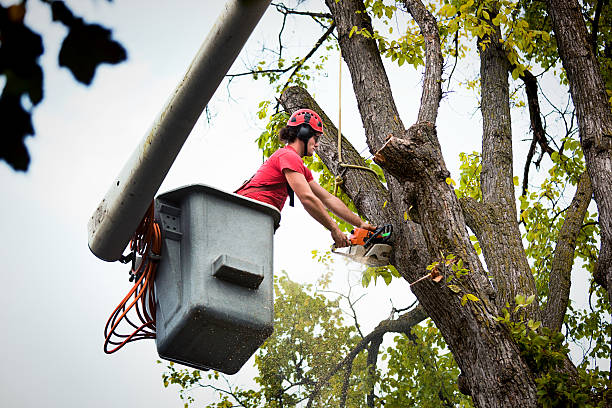 Best Fruit Tree Pruning  in La Crosse, WI
