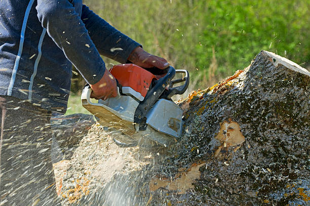 Best Lawn Watering Services  in La Crosse, WI