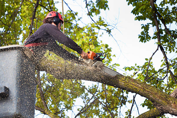 Best Tree Removal  in La Crosse, WI